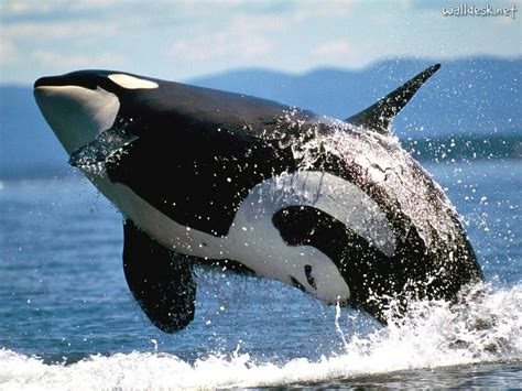 Orca ♡ - Orca - the killer whale Photo (35737445) - Fanpop