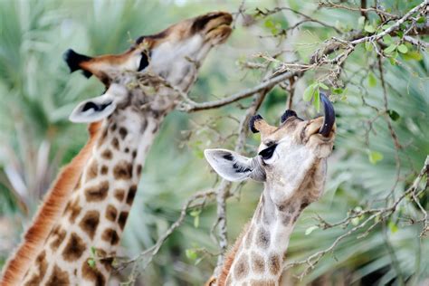 Giraffes