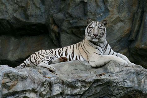 Madhya Pradesh : World’s first White Tiger Safari opens in Madhya Pradesh | Times of India Travel