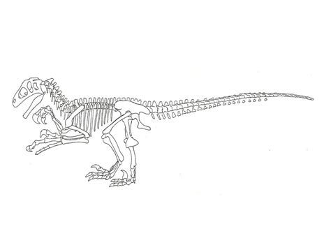 Utahraptor Skeleton Side by sprywolf on DeviantArt