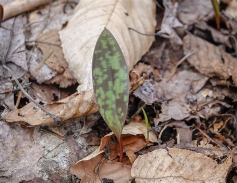 Trout Lily | Dog Tooth Violet | Erythronium americanum