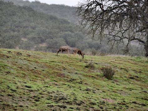 American Travel Journal: Wildlife - Pinnacles National Park