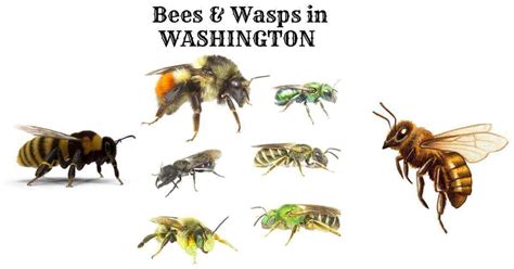 Different Types of Bees in Washington State