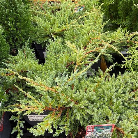 Juniperus squamata 'Holger' - Knights Garden Centres