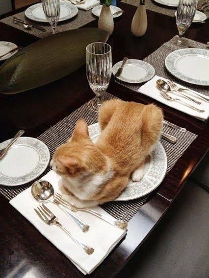 "What's for Dinner?" | Cats, Funny cats, Funny cat pictures