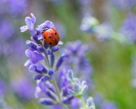 How to get rid of ladybugs in the house, naturally | Real Homes