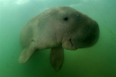 Orphaned baby dugong becomes Thailand’s new 'national…