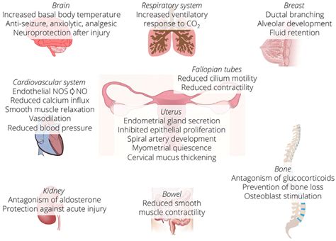 Progesterone receptors and their activation. The nuclear receptor is... | Download Scientific ...