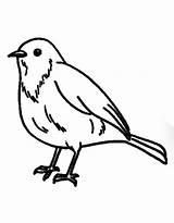 Robin Coloring Pages Free Printable PDF sketch template