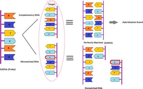 Schematic of DNA hybridization event. | Download Scientific Diagram