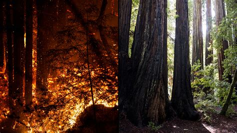 Big Basin Redwoods, California's oldest state park, devastated by CZU ...