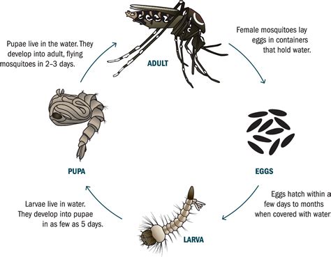 Figure 3 from Surveillance and Control of Aedes aegypti and Aedes albopictus in the United ...