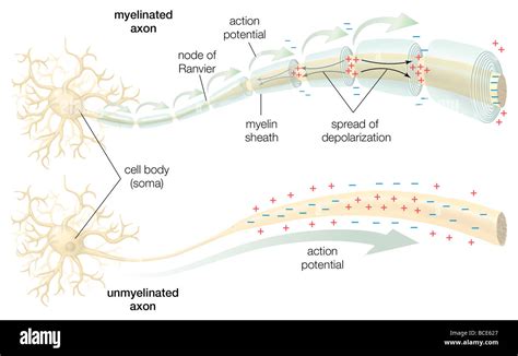 The conduction of the action potential across a myelinated and an ...