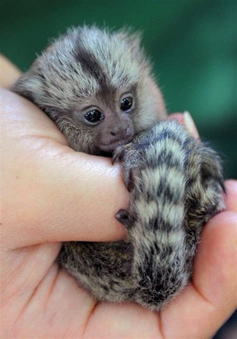 Pygmy Marmoset Facts, Baby, Habitat, Diet, Adaptations, Pictures