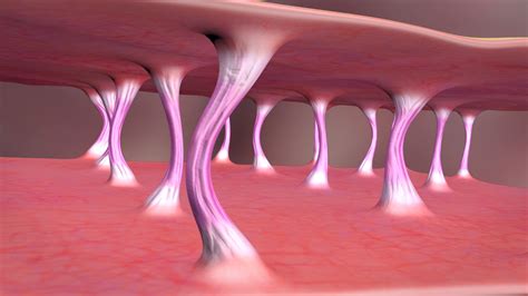 3d collagen skin animation