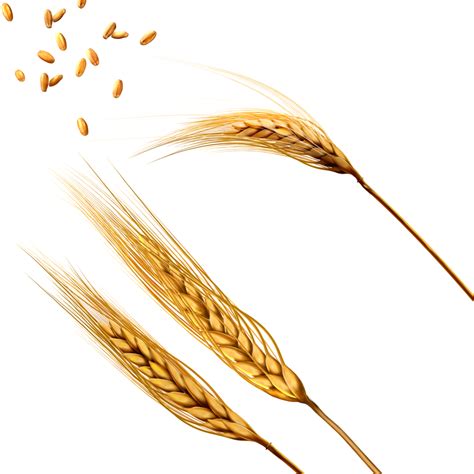 Transparent Wheat Png Images - Rwanda 24