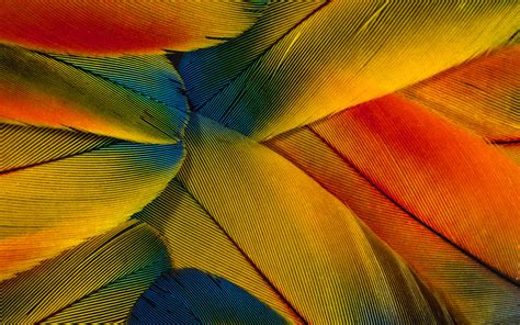 Feather colorful wallpaper Wallpapers - HD Wallpapers 85540