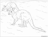 37 Kangaroo Coloring Pages  ColoringPagesOnlycom sketch template