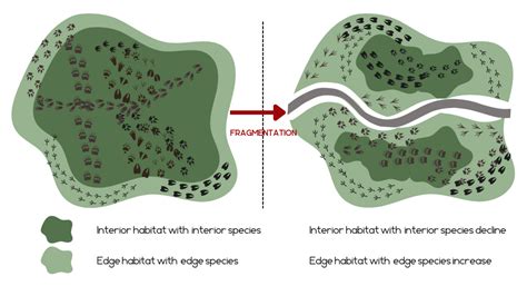 Wildlife Corridors in Urban Habitats - Wild Ideas