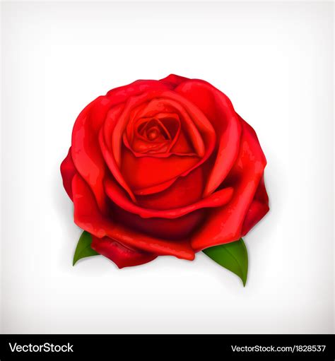 Red rose Royalty Free Vector Image - VectorStock