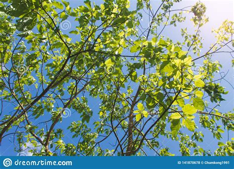 Tree Branch and Green Leaves Stock Photo - Image of beauty, environment: 141870678