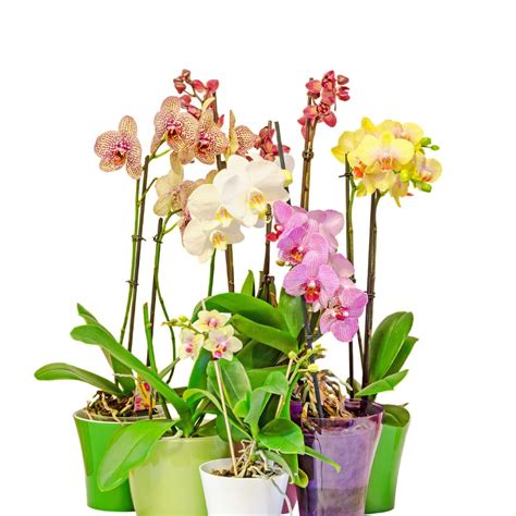 Orchid Identification Chart by Orchid Type