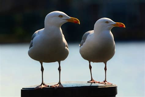 Seagull Symbolism & Meaning (+ Totem, Spirit, & Omens) | World Birds