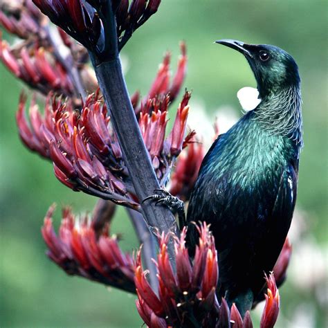 In Maori, a "Tui" (bird) on "Harakeke." Known as the "parson bird" by early Europeans for its ...