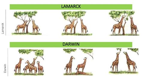 Lamarck And Darwin Theory