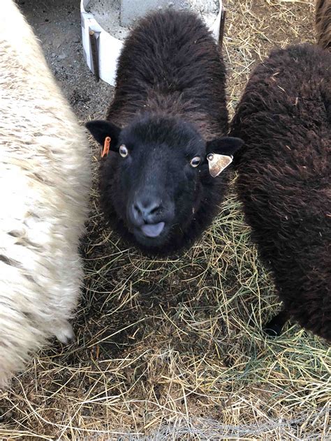 Our Flock of Primitive Breed Sheep - Meridianfarm