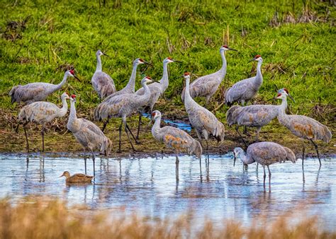 "The Gathering" Sandhill Crane Migration