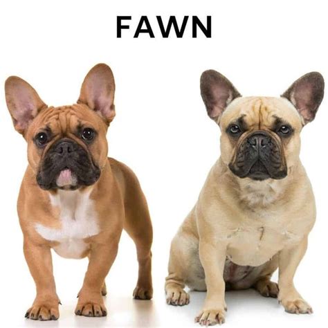 How Much Is A Fawn Colored French Bulldog