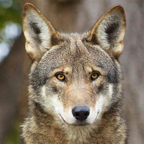 Red Wolf | Defenders of Wildlife