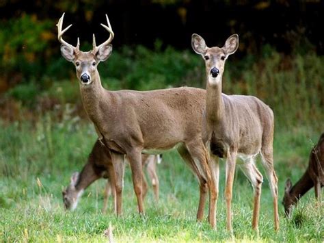 Whitetail Deer Doe