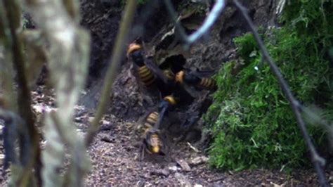 First 'murder hornet' nest of 2021 discovered