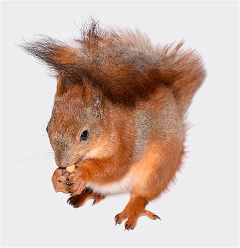 60+ Funny Squirrel Eating Corn Stock Photos, Pictures & Royalty-Free Images - iStock