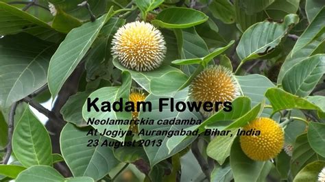 Kadam Flowers, India - YouTube