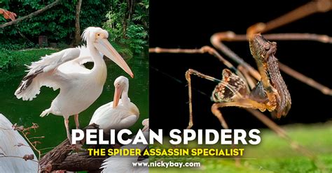 Pelican Spiders: The Spider Assassin Specialist - Macro Photography by Nicky Bay