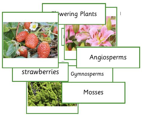 Flowering and Non-Flowering plants