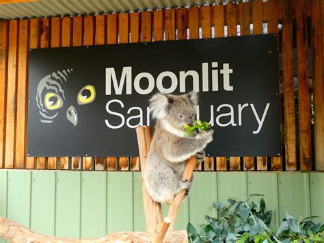 Moonlit Sanctuary Wildlife Conservation Park - My Aussie Travel Guide