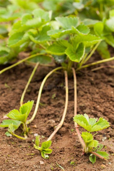 Plant Runners Of Strawberry Grow In Garden. Stock Image - Image of ...