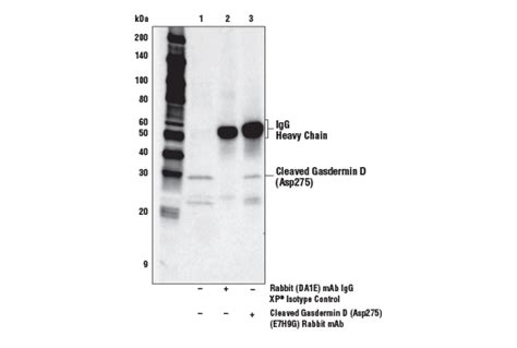 Gasdermin Family Antibody Sampler Kit | Cell Signaling Technology