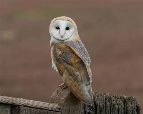 Barn Owl - Facts, Diet, Habitat & Pictures on Animalia.bio