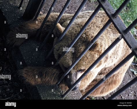 Brown bear in zoo Stock Photo - Alamy