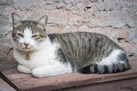 Cat Laying Down Leisure On Wooden Chair - stock photo 1122694 | Crushpixel