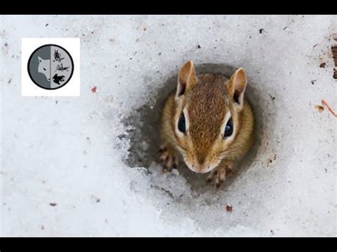 Eastern Chipmunk comes out of hibernation - YouTube