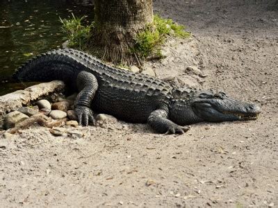 Gator Hunting - Houston Boat Show