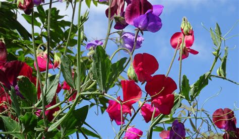 Sweet Pea Flower: How to Grow, Care, And Benefits