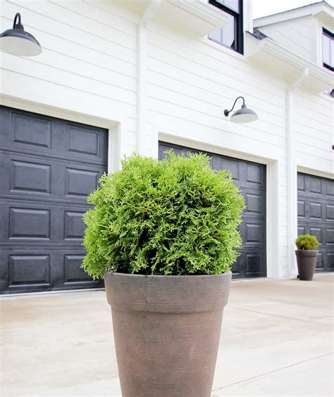 8 Best Shrubs and Trees for Containers - Plank and Pillow | Potted ...