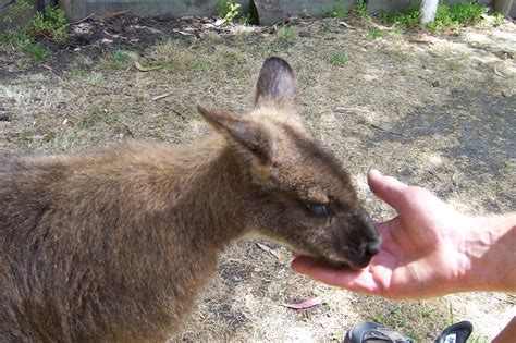 Wonderful Wallabies - Australia Photo (1003753) - Fanpop